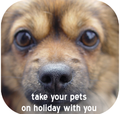 Take your dog on holiday
